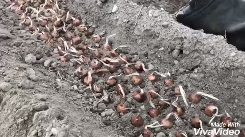 Preparazione del campo di zafferano